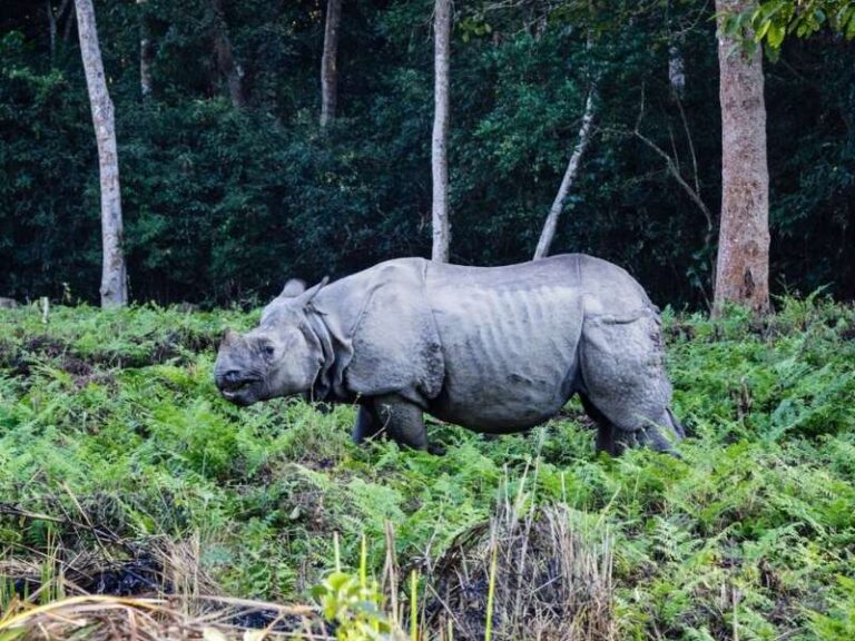 Luxury Tour Nepal: Kathmandu, Lumbini, Pokhara, Chitwan – 11 Days