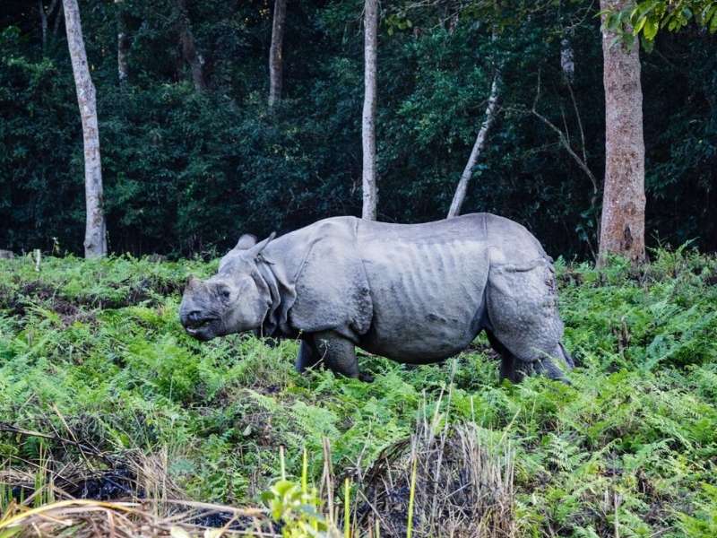 Luxury Tour Nepal: Kathmandu, Lumbini, Pokhara, Chitwan – 11 Days